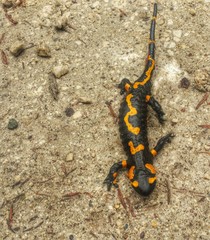Firesalamander