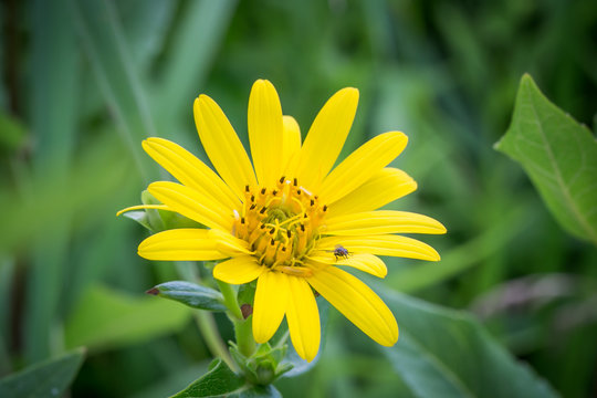 Tiny fly on yellow flower