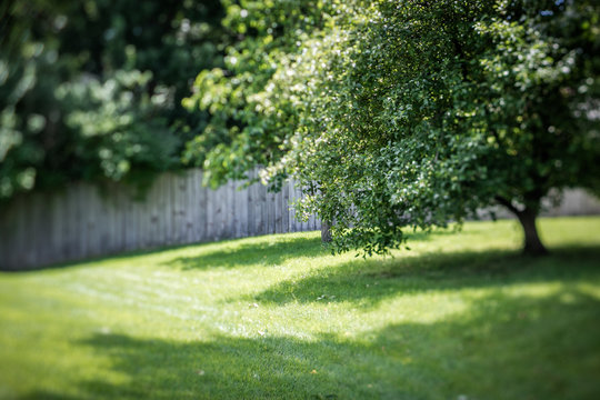 Greens of summer