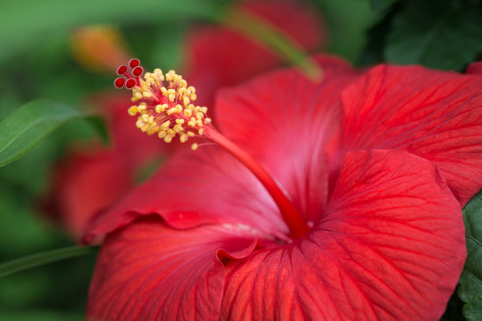 Hibiscus flower in brilliant red