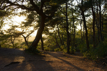 Naklejka premium pine tree with back lit