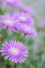 Obraz premium Delosperma cooperi, Aizoaceae, known as Trailing Iceplant or Pin