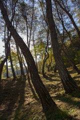 Obraz premium pine tree with back lit