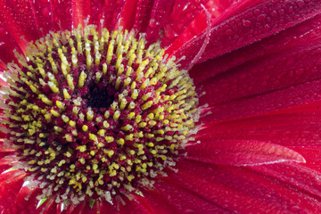 Red flower Gerbera close up with drops - Macro red gerbera with drops