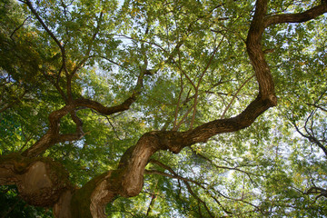 Fototapeta na wymiar bough of old willow tree