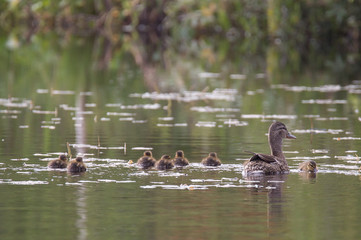 Small ducklings