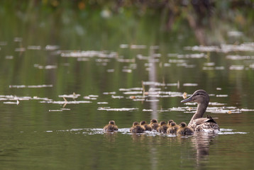 Small ducklings