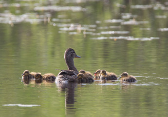 Small ducklings