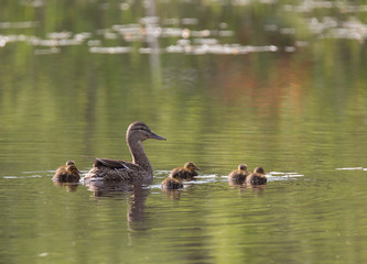 Small ducklings