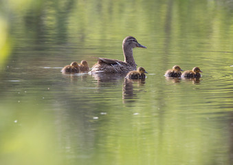 Small ducklings