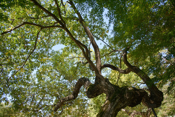 Fototapeta na wymiar bough of old willow tree