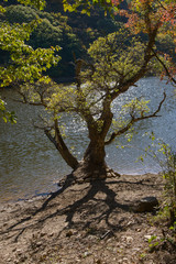Fototapeta na wymiar old tree at a shore in Jusanji