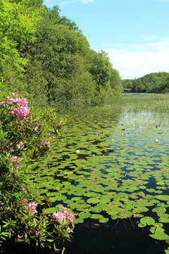 Lakeside rhododendrons, trees and lily pads