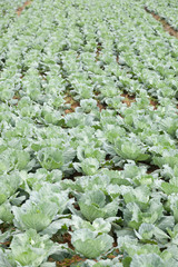 Agriculture cabbage