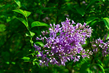 Fototapeta premium Branch of a blossoming lilac
