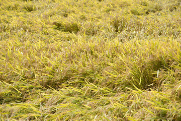 full ripen golden rice paddy in autumn