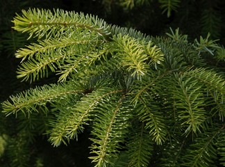 spruce coniferous tree