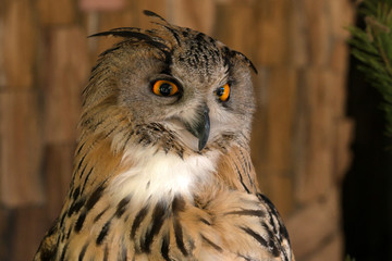 Close-up of eurasian eagle-owl
