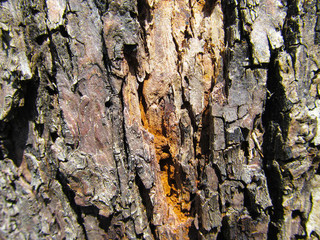 tree trunk