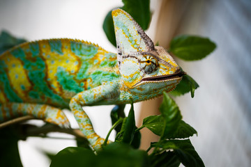 Yemen chameleon