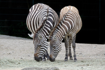 Zebras (Equus)