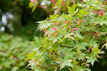closeup of maple seeds