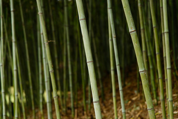 closeup of bamboo