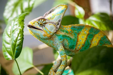 Printed kitchen splashbacks Chameleon Yemen chameleon