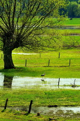 White Stork on a green meadow in spring