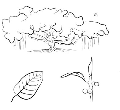 Banyan or Ficus benghalensis, vector illustration