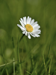 White flower growing on a meadow during springtime surrounded by green grass