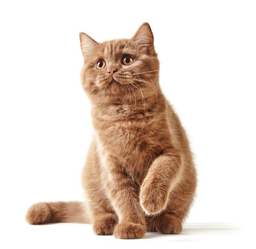 Fototapeta portrait of british kitten