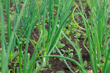 Growing garlic.