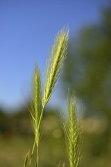 Green field with young barley ears, soft focus, blurred background