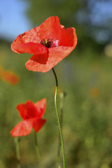 Obraz premium wcześnie rano czerwona scena makowa