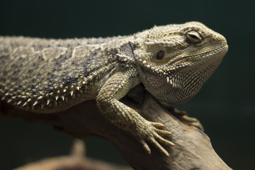 Lizards