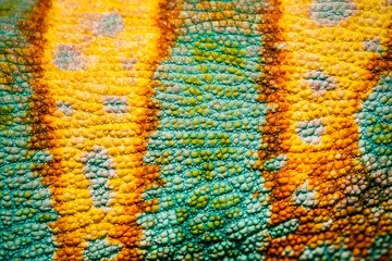 Photo sur Plexiglas Caméléon Gros plan sur fond de peau de caméléon à quatre cornes, Chamaeleo quadricornis