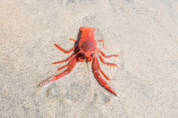 red crayfish