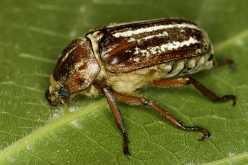 Anoxia orientalis beetle in natural habitat - close up