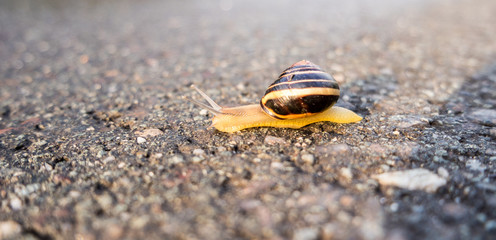 Hain-Bänderschnecke 01