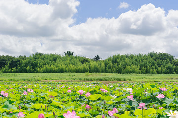 landscape with Pink Lotus in a lake