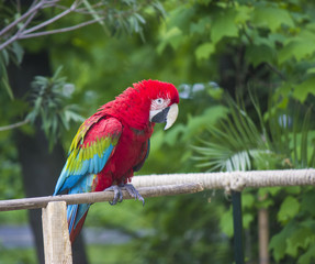 Macaw bird