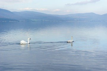 couple of swans in a lake
