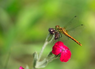 dragonfly on flower