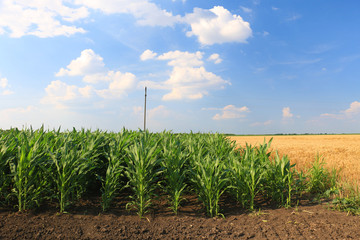 green, maturing corn © Željko Radojko
