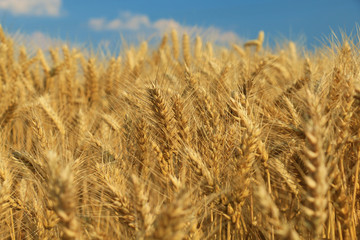 wheat field
