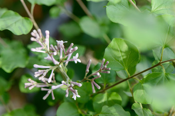 closeup of lilac flower and bud