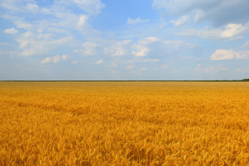 Wheat field against a blue sky