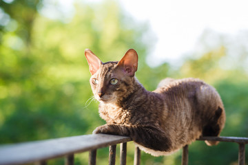 Fototapeta premium Cornish rex gray cat