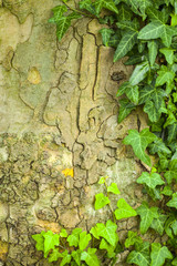 Tree bark texture with green plant